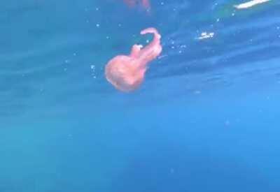 Jelly fish caught in a bubble ring