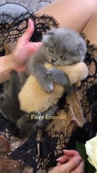 Dogs and cats, living together, mass hysteria