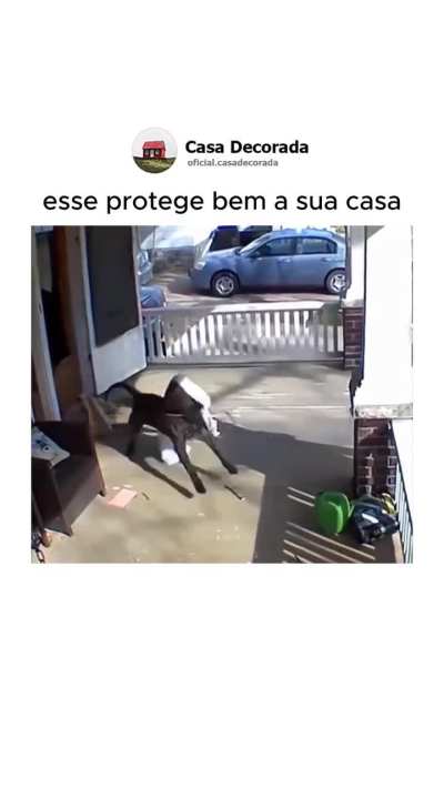 Não sei porque, mas acho cachorro bruto fofo ❤️