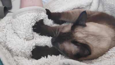 Finally caught him kneading! (He stops when he knows he's being filmed :/ )