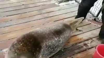 Seal brushing!