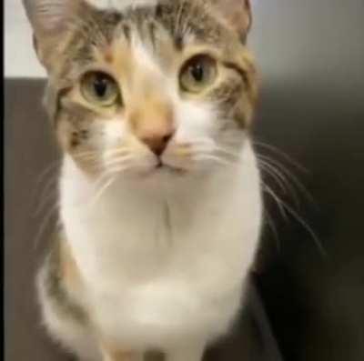 Тут котика обижают, сволочи!