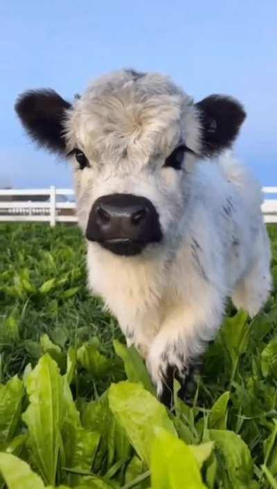 Baby moo ✨