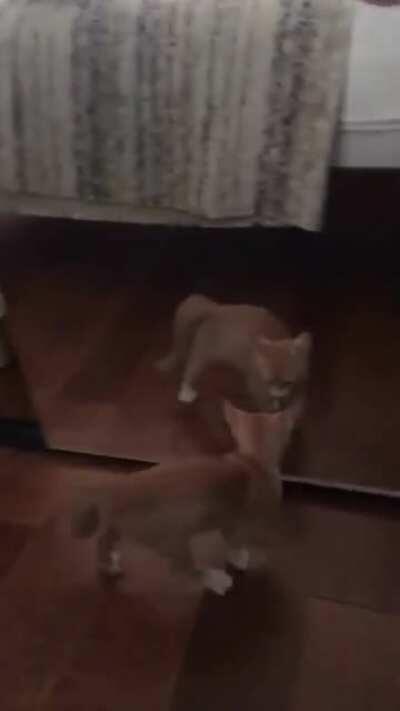 Ziggy startled by the evil mirror cat