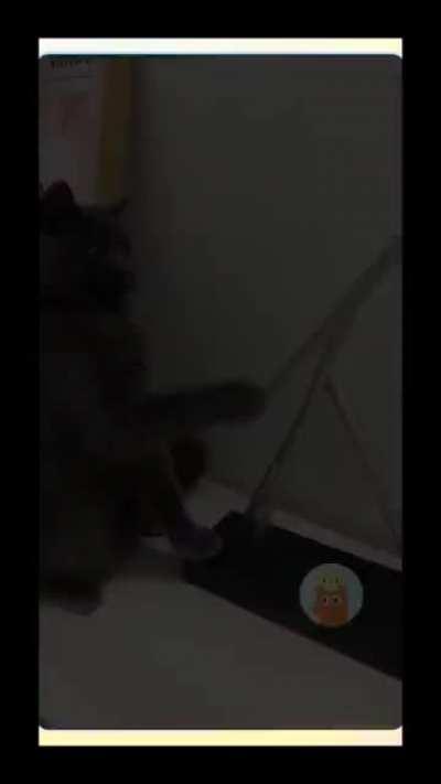 Funny Cats are Healing Stressed People❤️😍