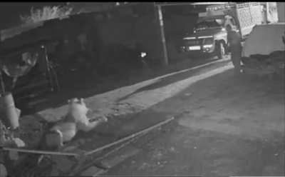 This man saves a calf from the grasp of death