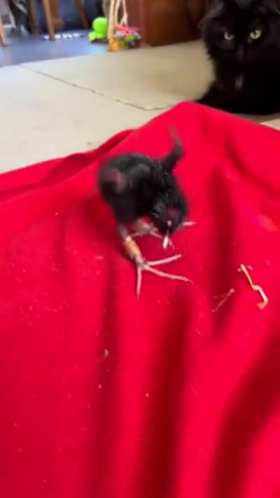 SHACKLES OF JUSTICE HAVE BEEN SEVERED!!!!