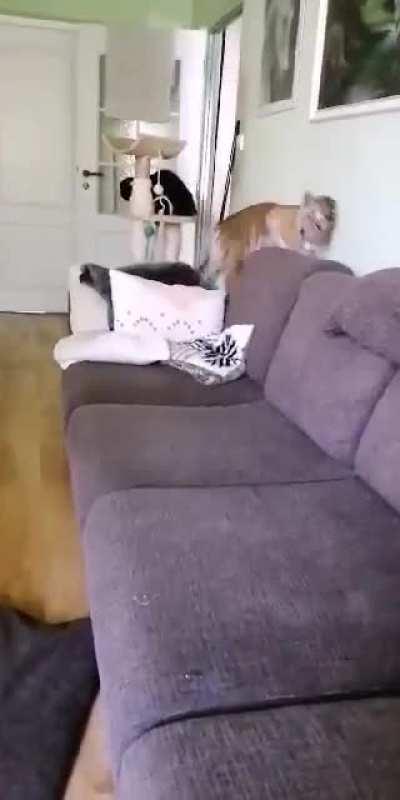 Baby tiger hunting a sofa
