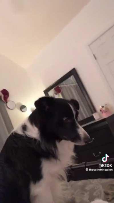 Remember to check your dog’s browsing history