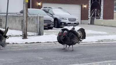 Caught the neighborhood turkeys strutting their stuff this morning in the middle of the road 1/3