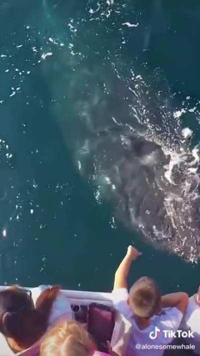 Don’t care if it’s a gentle whale, I’m out