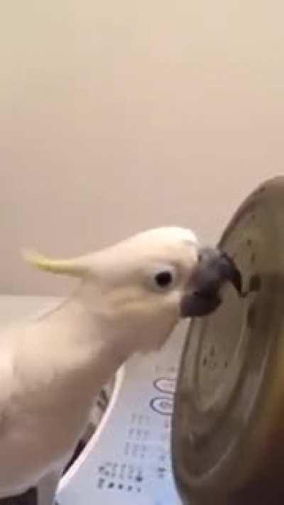 I swear if you don’t unmute this I’m going to be really upset.