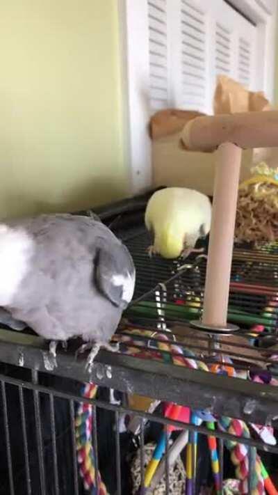 Yesterday I discovered my cockatiel laid an egg. I also discovered that the two of them are also terrible parents.