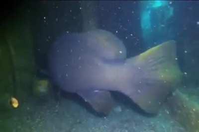 A massive grouper (toilet on the left for scale)