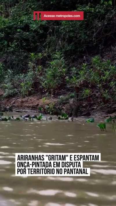 Giant otters and jaguar face off river side