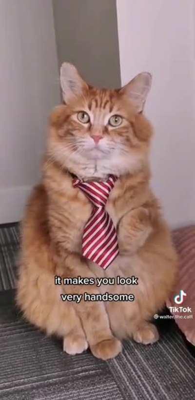 Handsome Sir at the Office