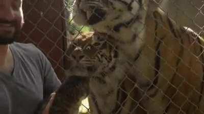 Cat after meeting cousins....