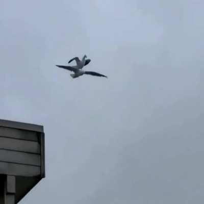 This bird, riding another bird mid-flight