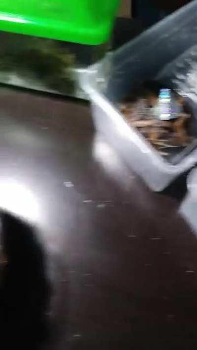 Don't actually know any of the dates, so we just have one yearly group frog birthday party!