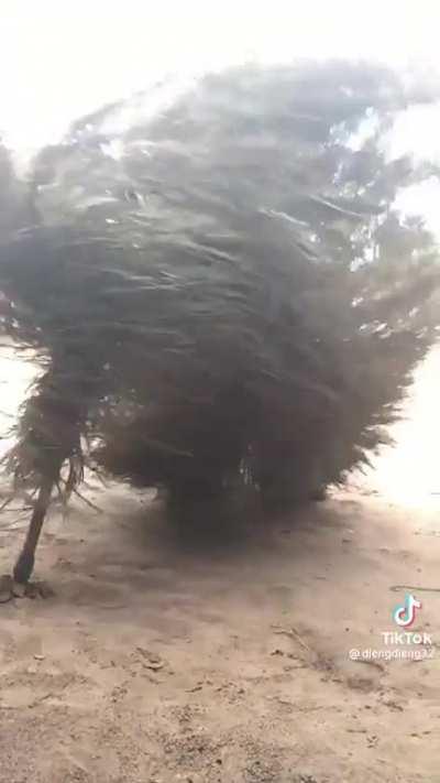 African magic : zangbeto there is a spirit/ghost in this and once they are done dancing they will chase someone down and beat them.