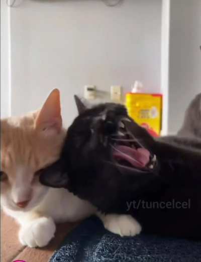 🐈O🐈‍⬛P🐈🐈‍⬛E🐈🐈‍⬛T🐈🐈‍⬛🐈H🐈‍⬛