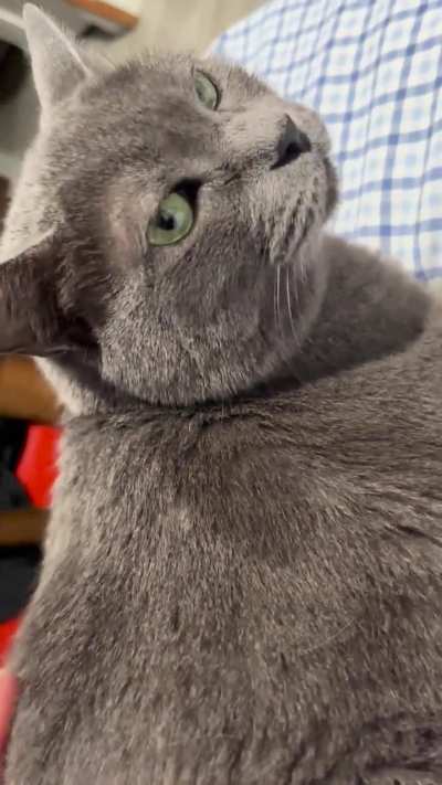 My lil' chatty familiar Blu (11yr)