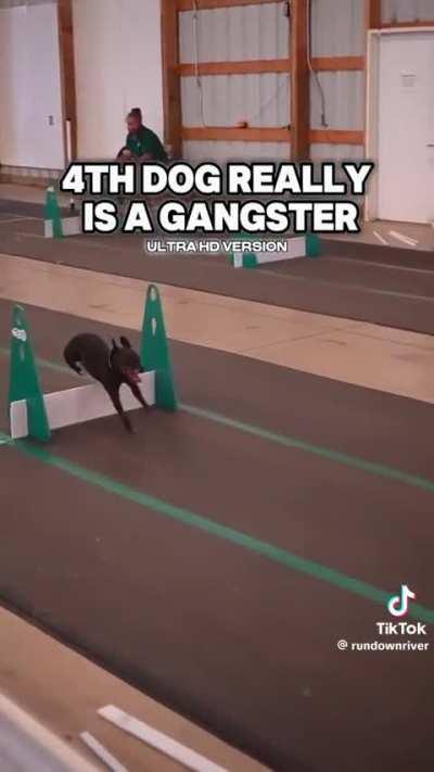One step between each hurdle for the smallest dog is insane 😳