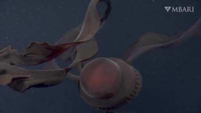 The giant phantom jelly