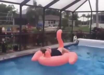 HMF while I wrestle a flamingo