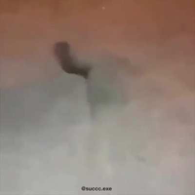 Dansul șoricelului 😂😂