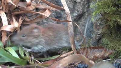 Bank voles are small rodents with red-brown and gray fur, and their tails are about half as long as their bodies. They inhabit much of Europe and northwestern Asia, and they do not hibernate, preferring to stay active during the winter. Here we see a bank
