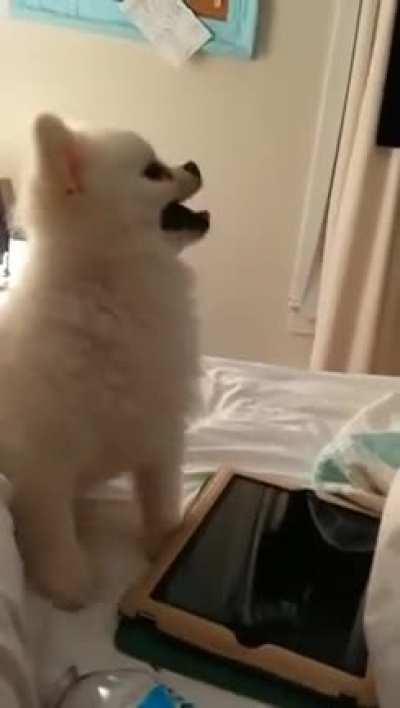 Actual footage of me sneezing 🐶🤧😂🤣😂