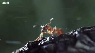 Какой только херни природа не придумала