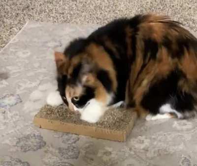 Pepper is gearing up to attack some greebles