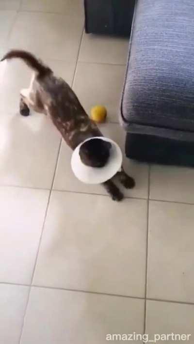 Cats are dumb and smart at the same time.