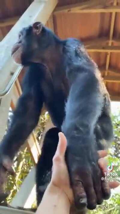 Monkey helping and then bumping fists