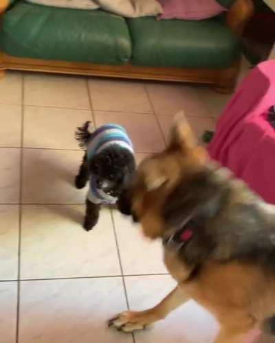 Cute derpy play, I love how my shepherd is so gentle