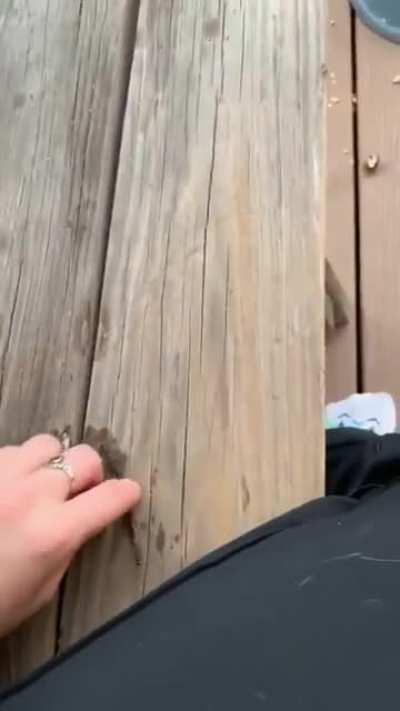 Please throw that huge stick