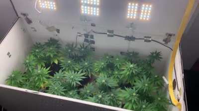 One of my favorite box nowadays, these are seed based plants, but it’s particularly great for clones