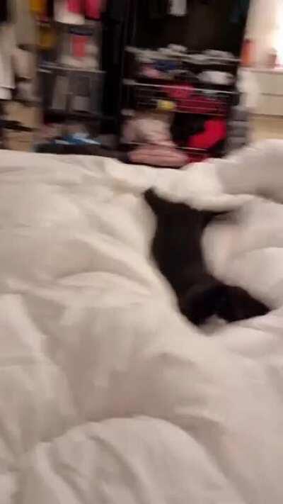 Squervy kitties have the best moves