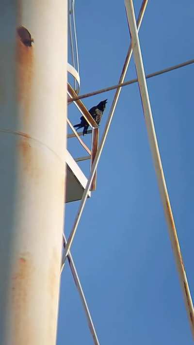 What Does the Raven Say...