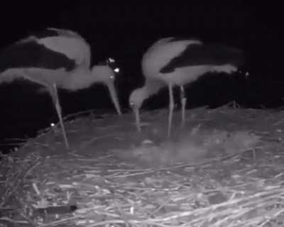 A stork couple celebrating their first egg.