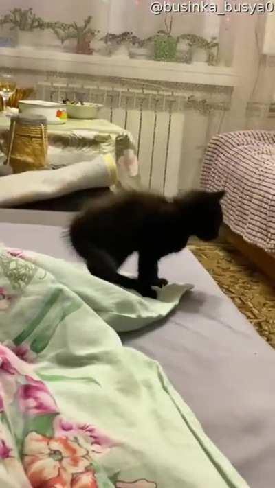 The kitten might sense a greeble