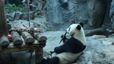 🐼 It's time to eat the Bamboo