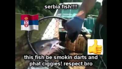 vergen bosnie fisgh vs CHAD SERbya FISHHSHE