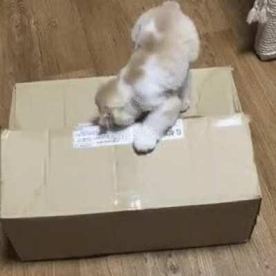 Catto checks a box.