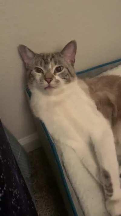 Why is he staring at me like that? LOL wrong answers only