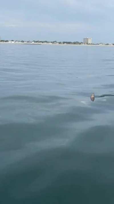 Thresher Shark off of jersey shore