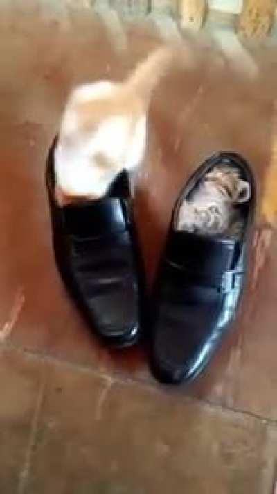 Their favourite sleeping place