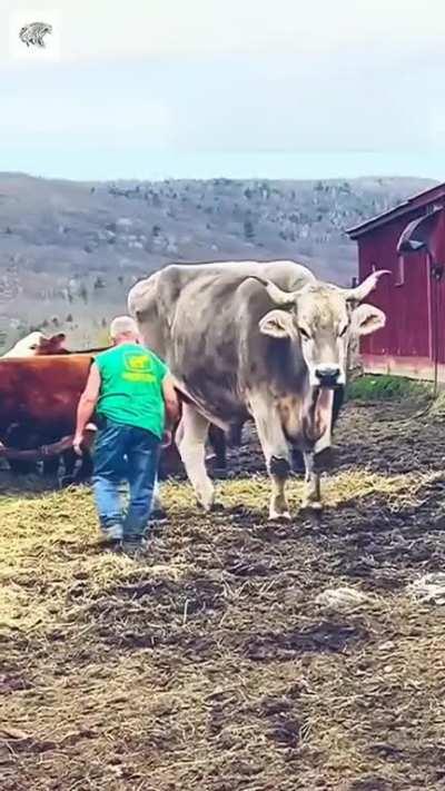 The size of this cow 